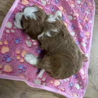 Daisy, a female Cavapoo for sale in Athens, WI – Photo 5 of 10