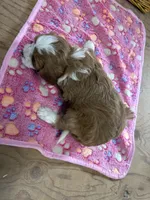 Daisy, a female Cavapoo for sale in Athens, WI – Photo 5 of 10