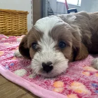 Daisy, a female Cavapoo for sale in Athens, WI – Photo 9 of 10