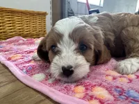 Daisy, a female Cavapoo for sale in Athens, WI – Photo 9 of 10