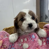 Daisy, a female Cavapoo for sale in Athens, WI – Photo 3 of 10