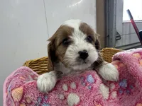 Daisy, a female Cavapoo for sale in Athens, WI – Photo 3 of 10