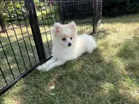 Opal, a  Maltese and Pomeranian for sale in Athens, WI – 7 of 10