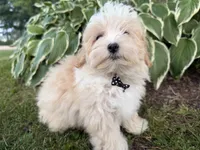 Carson, a male Maltipoo for sale in Athens, WI – 6 of 10