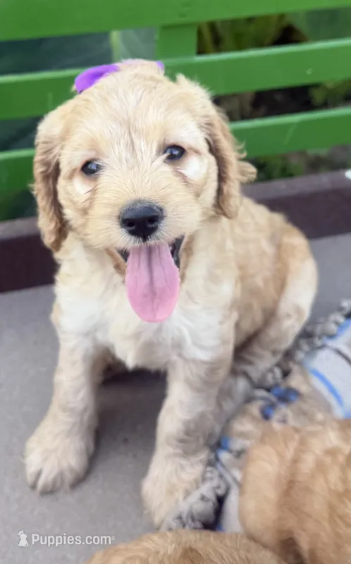 Carrie – Cockapoo puppy for sale in Athens, WI
