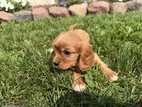 Sawyer, a male Cavalier King Charles Spaniel for sale in Athens, WI – 7 of 10