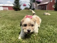 Julie, a female Bichon Frise and Shih Tzu for sale in Athens, WI – 8 of 10
