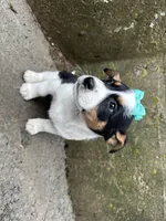 Gretta, a female Border Collie and Pembroke Welsh Corgi for sale in Athens, WI – Photo 5 of 10