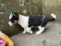 Gretta, a female Border Collie and Pembroke Welsh Corgi for sale in Athens, WI – Photo 7 of 10