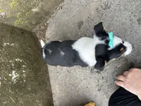 Gretta, a female Border Collie and Pembroke Welsh Corgi for sale in Athens, WI – Photo 4 of 10