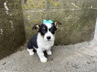 Gretta, a female Border Collie and Pembroke Welsh Corgi for sale in Athens, WI – Photo 9 of 10