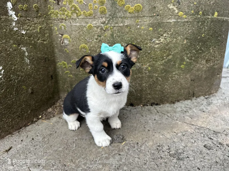 Gretta – Border Collie, Pembroke Welsh Corgi puppy for sale in Athens, WI