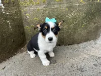 Gretta, a female Border Collie and Pembroke Welsh Corgi for sale in Athens, WI – Photo 8 of 10