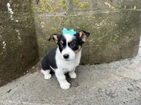 Gretta, a female Border Collie and Pembroke Welsh Corgi for sale in Athens, WI – Photo 2 of 10