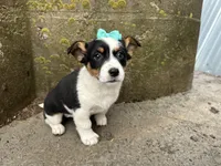 Gretta, a female Border Collie and Pembroke Welsh Corgi for sale in Athens, WI – Photo 3 of 10