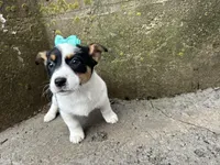 Gretta, a female Border Collie and Pembroke Welsh Corgi for sale in Athens, WI – Photo 10 of 10