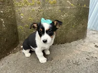 Gretta, a female Border Collie and Pembroke Welsh Corgi for sale in Athens, WI – Photo 6 of 10