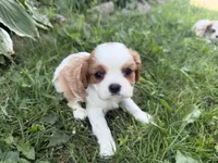 AKC Beatrice, a female Cavalier King Charles Spaniel for sale in Athens, WI – 8 of 10