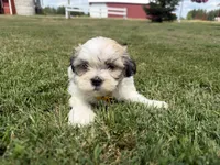 Buddy, a male Bichon Frise and Shih Tzu for sale in Athens, WI – 4 of 10