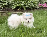 Harper, a female Pomeranian for sale in Athens, WI – 8 of 10