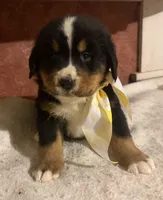 AKC Vern, a male Bernese Mountain Dog for sale in Athens, WI – 4 of 10
