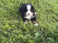 Gill, a male Bernese Mountain Dog for sale in Athens, WI – 7 of 10