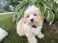 Carson, a male Maltipoo for sale in Athens, WI – 5 of 10