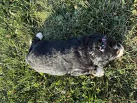 Summer, a female Bernedoodle for sale in Athens, WI – 10 of 10