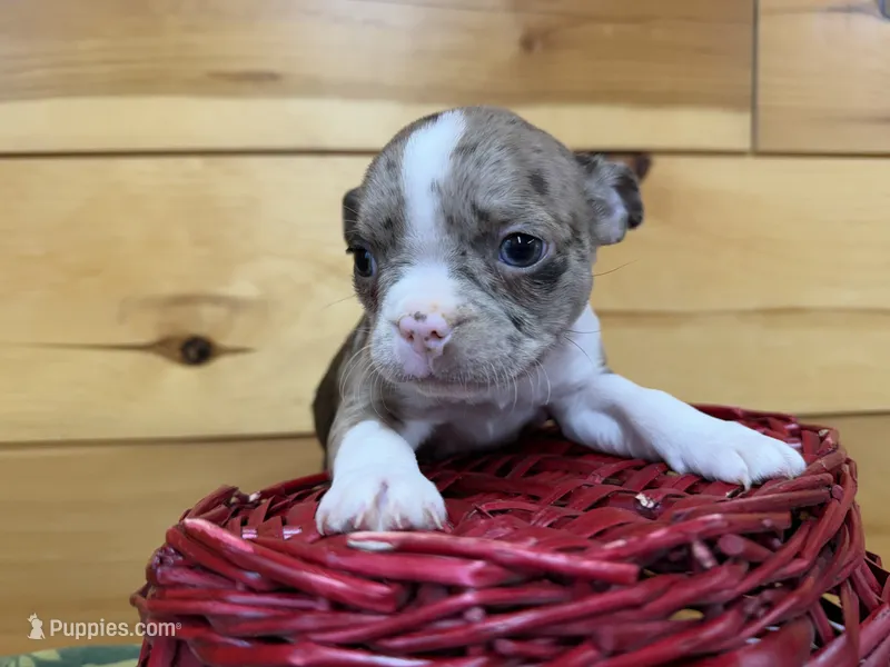 Paige – Boston Terrier puppy on hold in Athens, WI