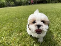 Jon, a male Bichon Frise and Shih Tzu for sale in Athens, WI – 2 of 10