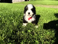 Taz , a male Bernedoodle for sale in Athens, WI – 2 of 10