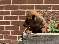 Quincy , a male Miniature Dachshund for sale in Athens, WI – 3 of 10