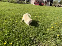 Alex, a male Pomimo for sale in Athens, WI – 9 of 10