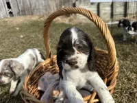 AKC Shana, a female Cocker Spaniel for sale in Athens, WI – Photo 2 of 10