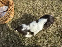 AKC Shana, a female Cocker Spaniel for sale in Athens, WI – Photo 10 of 10