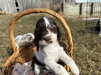 AKC Shana, a female Cocker Spaniel for sale in Athens, WI – Photo 9 of 10
