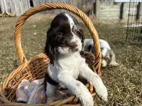 AKC Shana, a female Cocker Spaniel for sale in Athens, WI – Photo 7 of 10