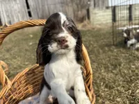 AKC Shana, a female Cocker Spaniel for sale in Athens, WI – Photo 6 of 10