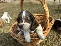 AKC Shana, a female Cocker Spaniel for sale in Athens, WI – Photo 3 of 10