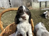 AKC Shana, a female Cocker Spaniel for sale in Athens, WI – Photo 5 of 10