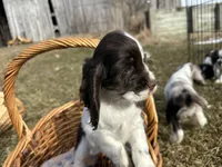 AKC Shana, a female Cocker Spaniel for sale in Athens, WI – Photo 4 of 10