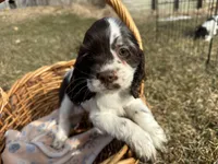 AKC Shana, a female Cocker Spaniel for sale in Athens, WI – Photo 8 of 10