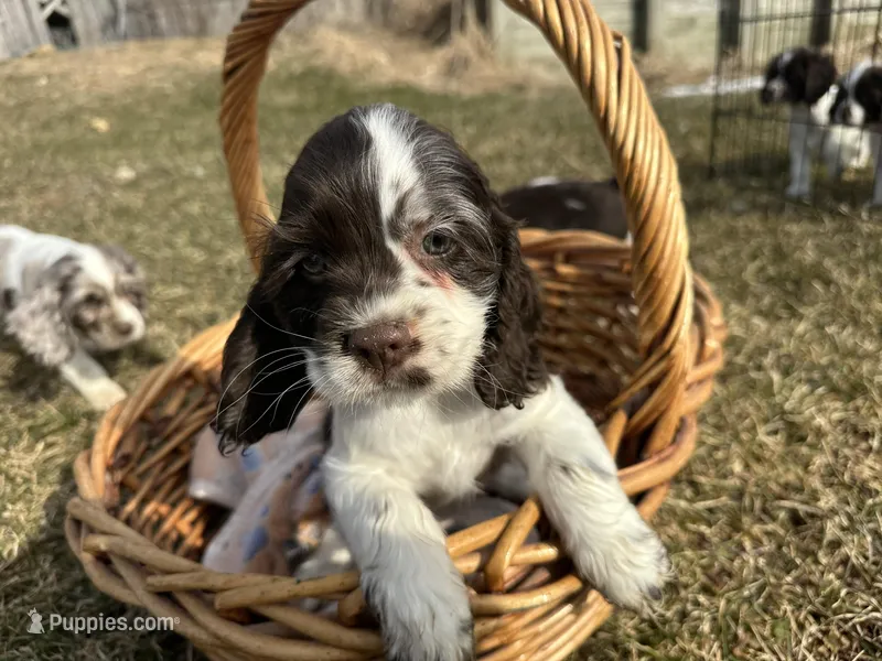 AKC Shana – Cocker Spaniel puppy for sale in Athens, WI
