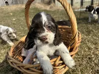 AKC Shana, a female Cocker Spaniel for sale in Athens, WI – Photo 1 of 10