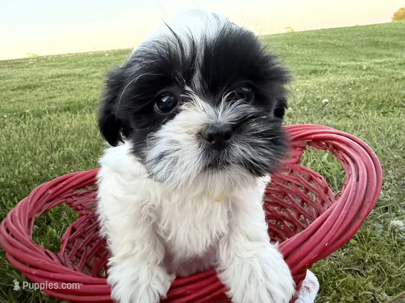 Danny, a male Bichon Frise and Shih Tzu for sale in Athens, WI – 1 of 10