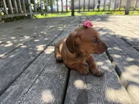 Quinn , a female Miniature Dachshund for sale in Athens, WI – 6 of 10
