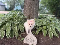 Opal, a  Maltese and Pomeranian for sale in Athens, WI – 10 of 10