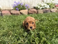 Sawyer, a male Cavalier King Charles Spaniel for sale in Athens, WI – 3 of 10