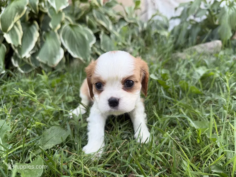 AKC Beth – Cavalier King Charles Spaniel puppy for sale in Athens, WI