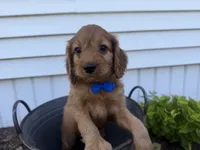 Chester, a male Cockapoo for sale in Athens, WI – 4 of 10